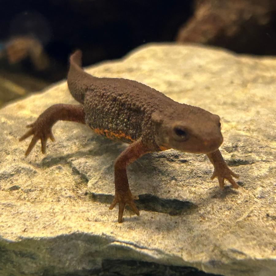 両生類 アカハライモリ 1匹 約5-8cm± ※雌雄の指定不可 : 有限会社高知