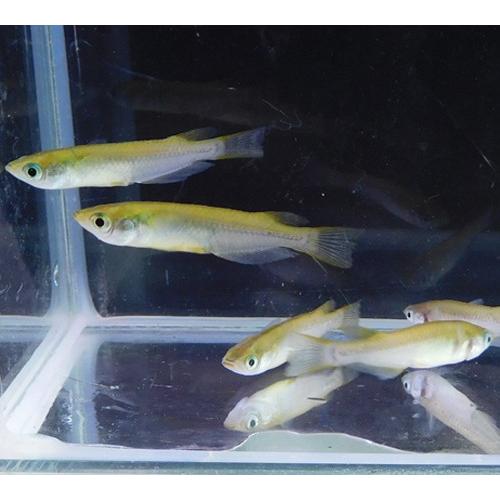 SALE中 黒メダカ 100匹 川めだか ※雌雄のご指定不可 日本淡水魚 生体
