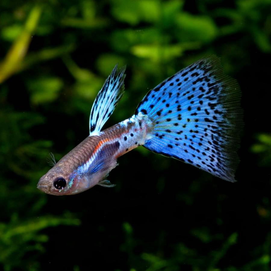 熱帯魚　国産グッピー　ブルーグラスBDレッドグラスBD レッドグラス 国産グッピー 新城熱帯魚