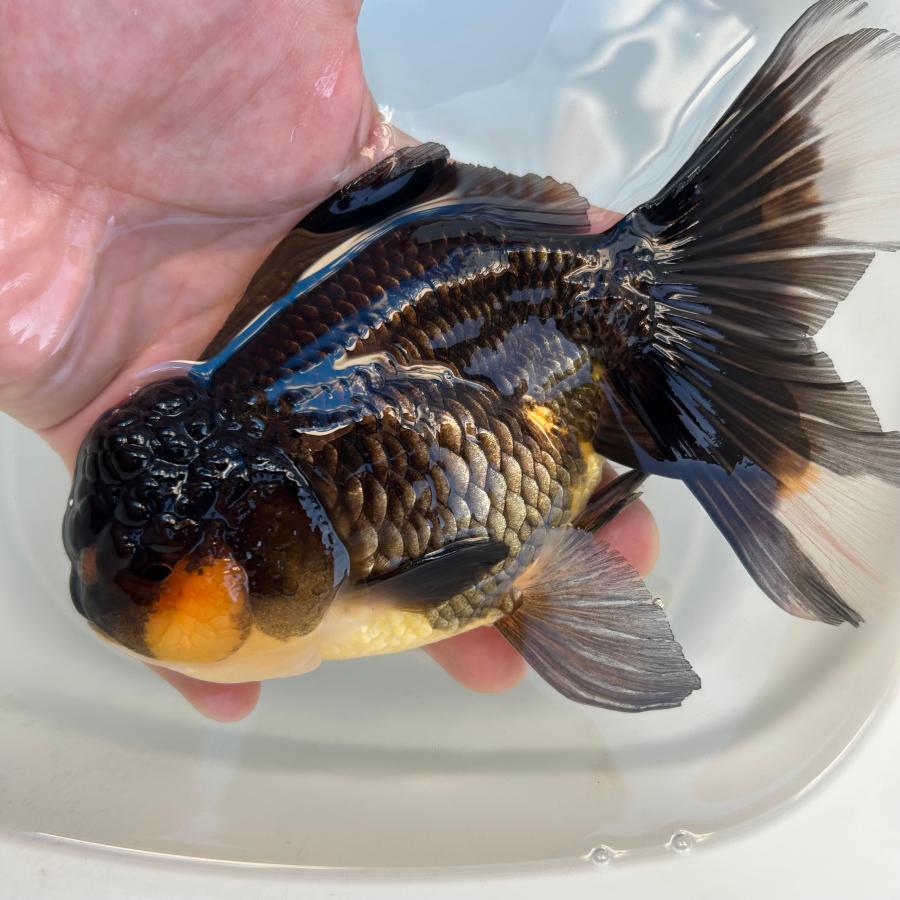 1点物 虎オランダ ベールテール XLサイズ 1匹 オランダ獅子頭（ししが 