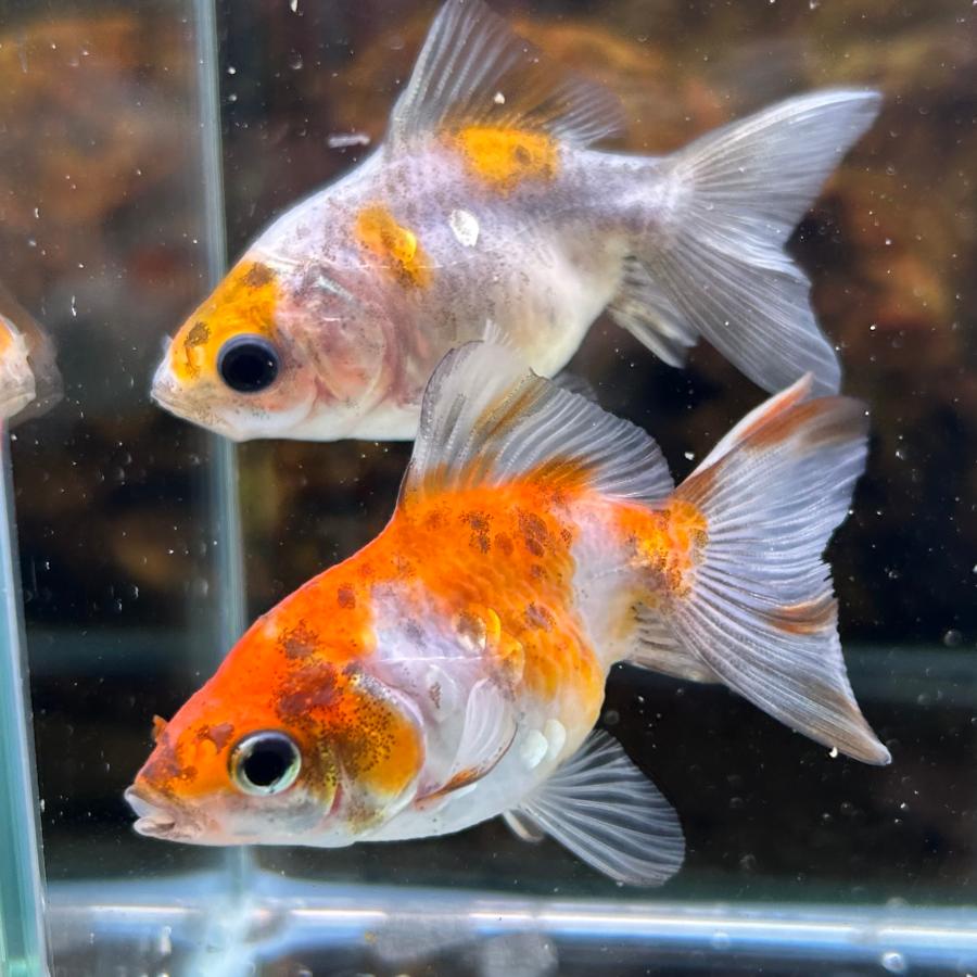 キャリコ土佐錦３歳魚 キャリコ土佐錦 当歳魚 約3-5cm 1匹 金魚 ※カラー/雌雄の指定不可