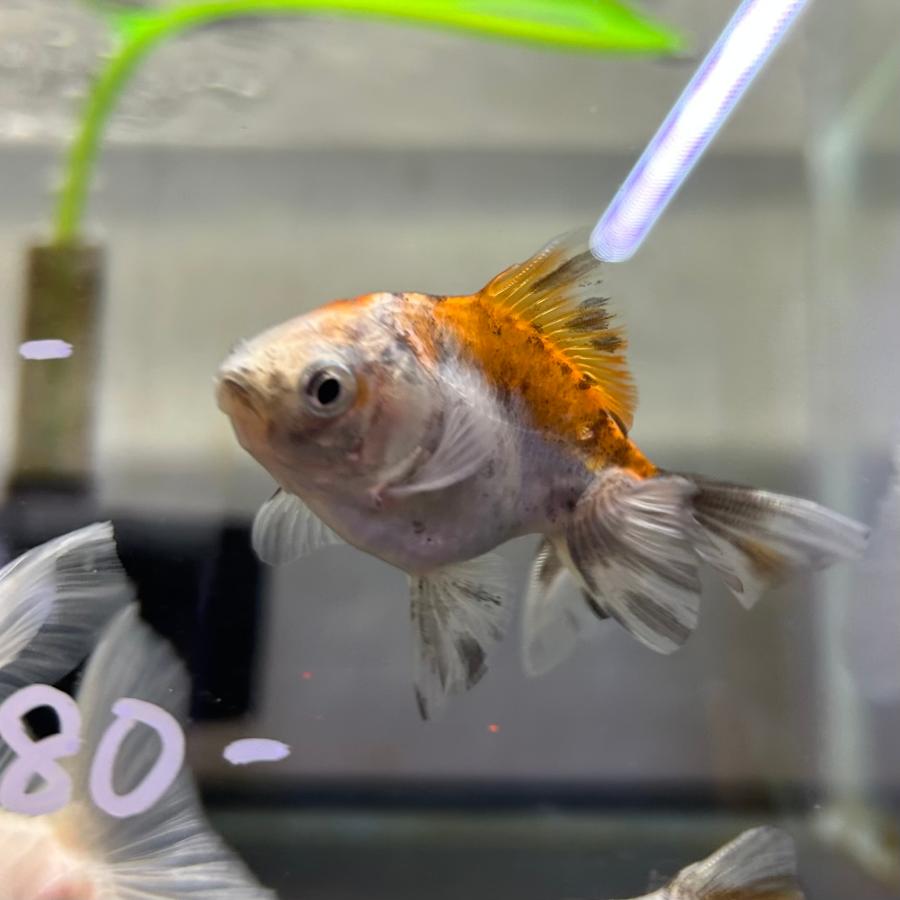 キャリコ土佐錦３歳魚 キャリコ土佐錦 当歳魚 約3-5cm 1匹 金魚 ※カラー/雌雄の指定不可