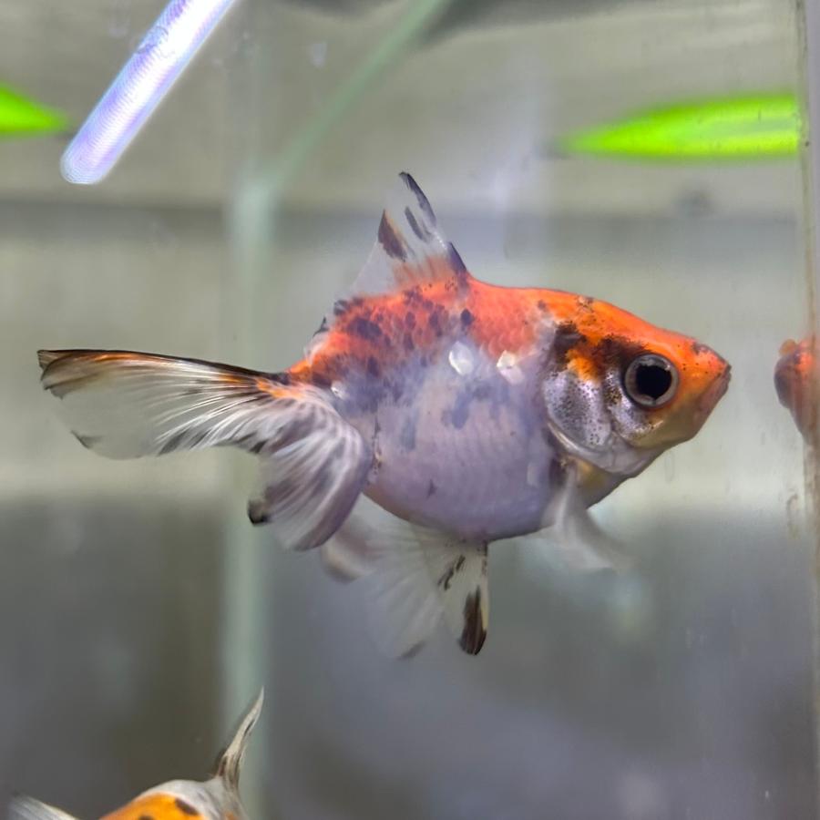キャリコ土佐錦３歳魚 キャリコ土佐錦 当歳魚 約3-5cm 1匹 金魚 ※カラー/雌雄の指定不可