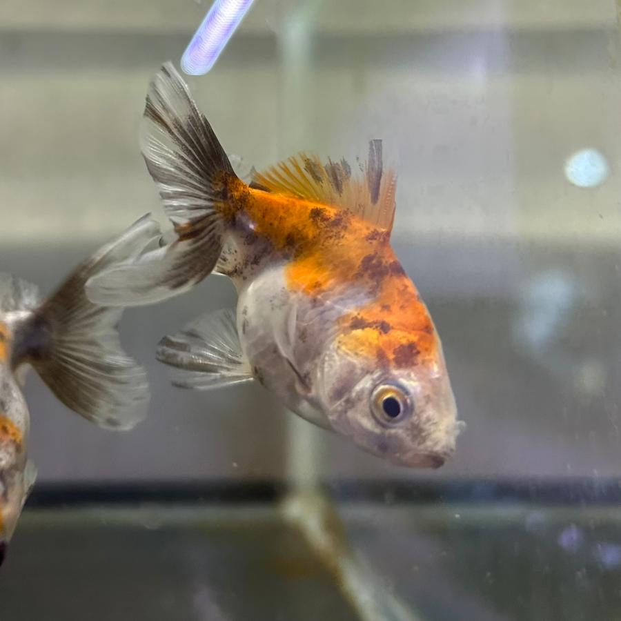 キャリコ土佐錦３歳魚 キャリコ土佐錦 当歳魚 約3-5cm 1匹 金魚 ※カラー/雌雄の指定不可