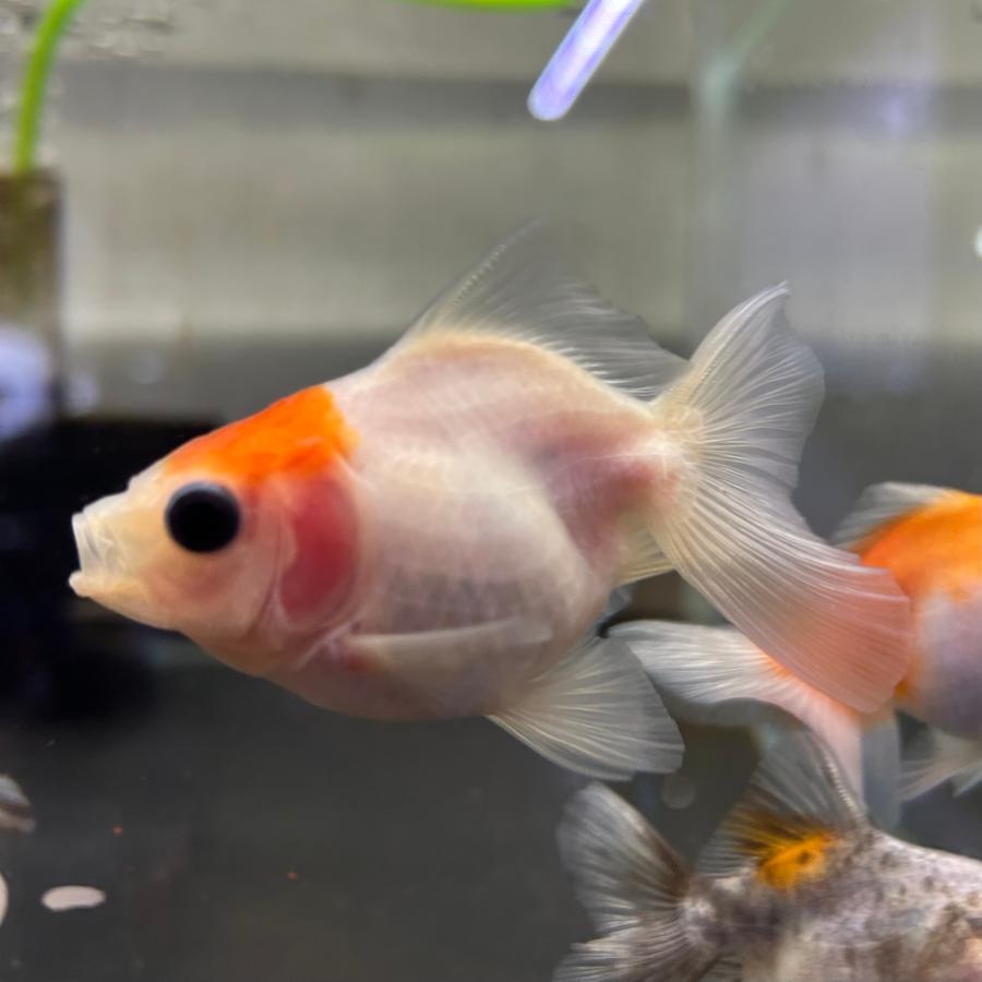 桜土佐錦 当歳魚 約3-5cm 1匹 金魚 ※カラー/雌雄の指定不可 : 有限