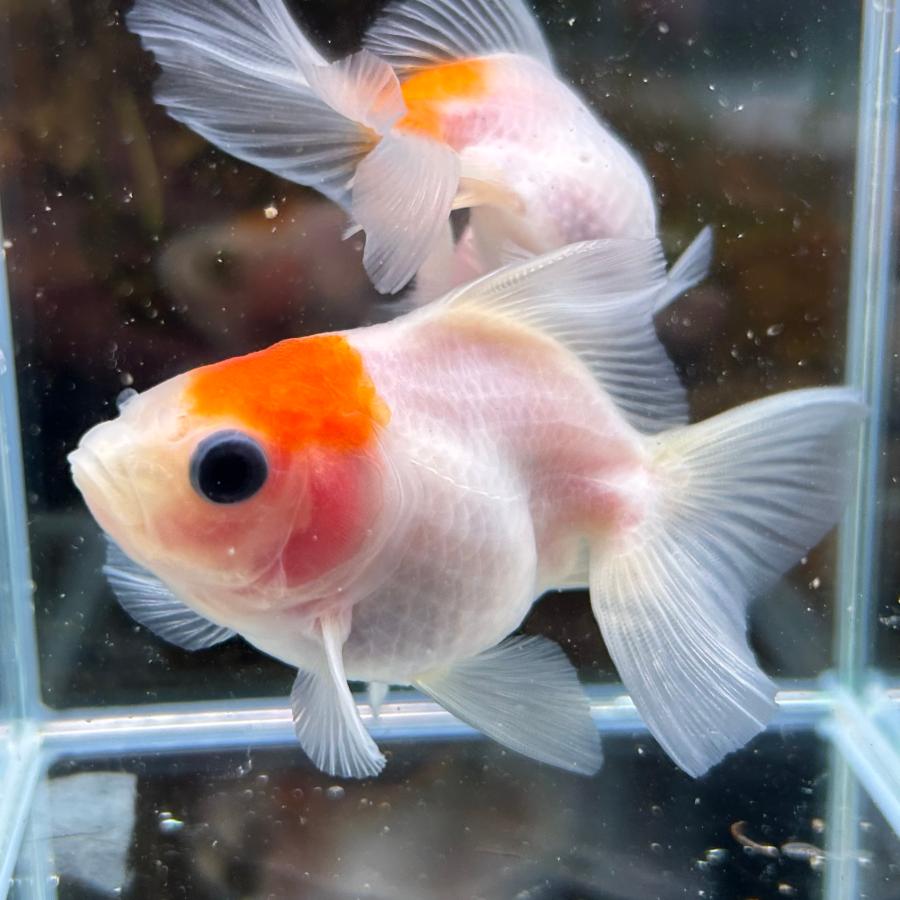 土佐錦魚・土佐錦（土佐金）稚魚100匹程度 土佐錦魚とは
