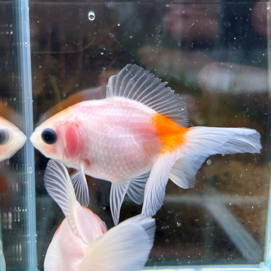 桜土佐錦 当歳魚 約3-5cm 1匹 金魚 ※カラー/雌雄の指定不可 : 有限
