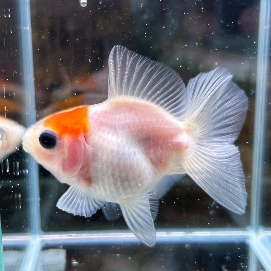 桜土佐錦 当歳魚 約3-5cm 1匹 金魚 ※カラー/雌雄の指定不可 : 有限