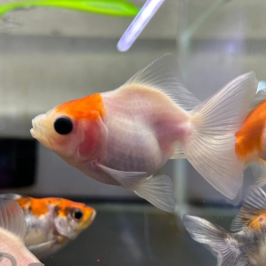 桜土佐錦 当歳魚 約3-5cm 1匹 金魚 ※カラー/雌雄の指定不可 : 有限