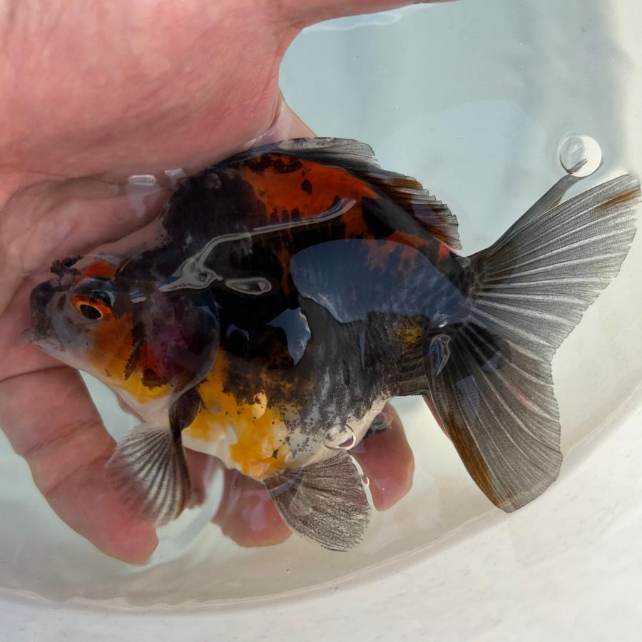 1点物 だるま琉金 トリカラー Lサイズ 約10-15cm 金魚 ※カラー/雌雄の