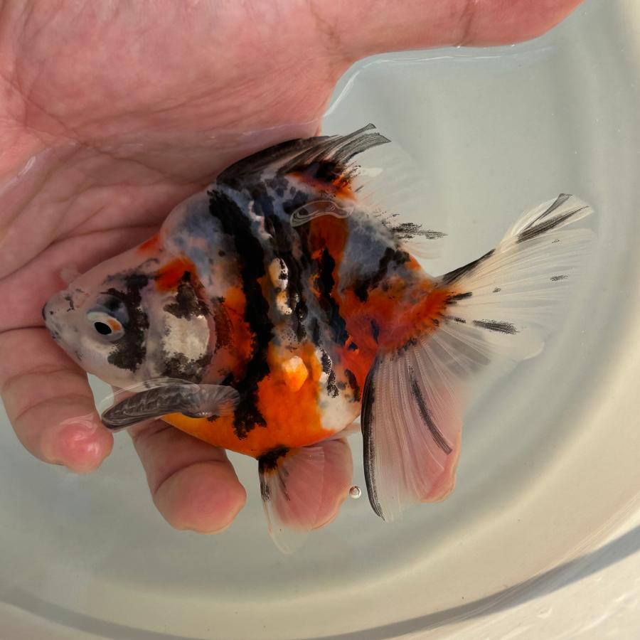 1点物 だるま琉金 トリカラー Lサイズ 約10-15cm 金魚 ※カラー/雌雄の