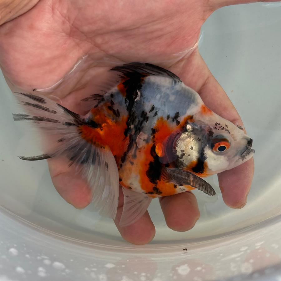 1点物 だるま琉金 トリカラー Lサイズ 約10-15cm 金魚 ※カラー/雌雄の