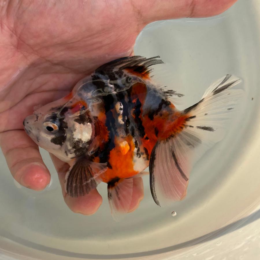 1点物 だるま琉金 トリカラー Lサイズ 約10-15cm 金魚 ※カラー/雌雄の