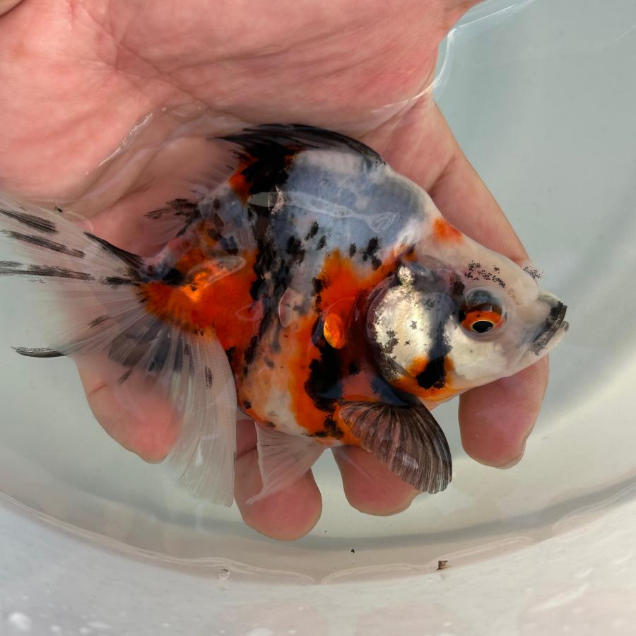 ヤチコダルマ 金魚だるま 赤 限定品 レア 1点物 だるま琉金 トリカラー