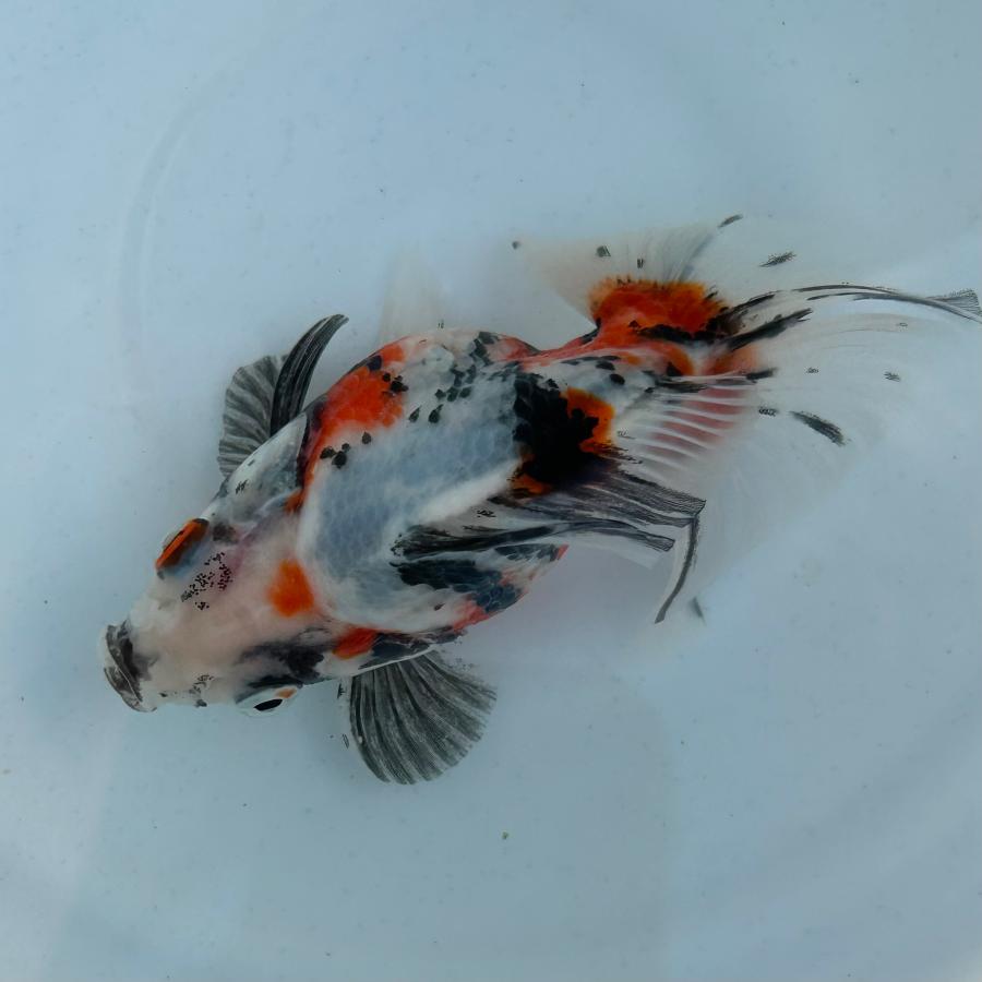 1点物 だるま琉金 トリカラー Lサイズ 約10-15cm 金魚 ※カラー/雌雄の