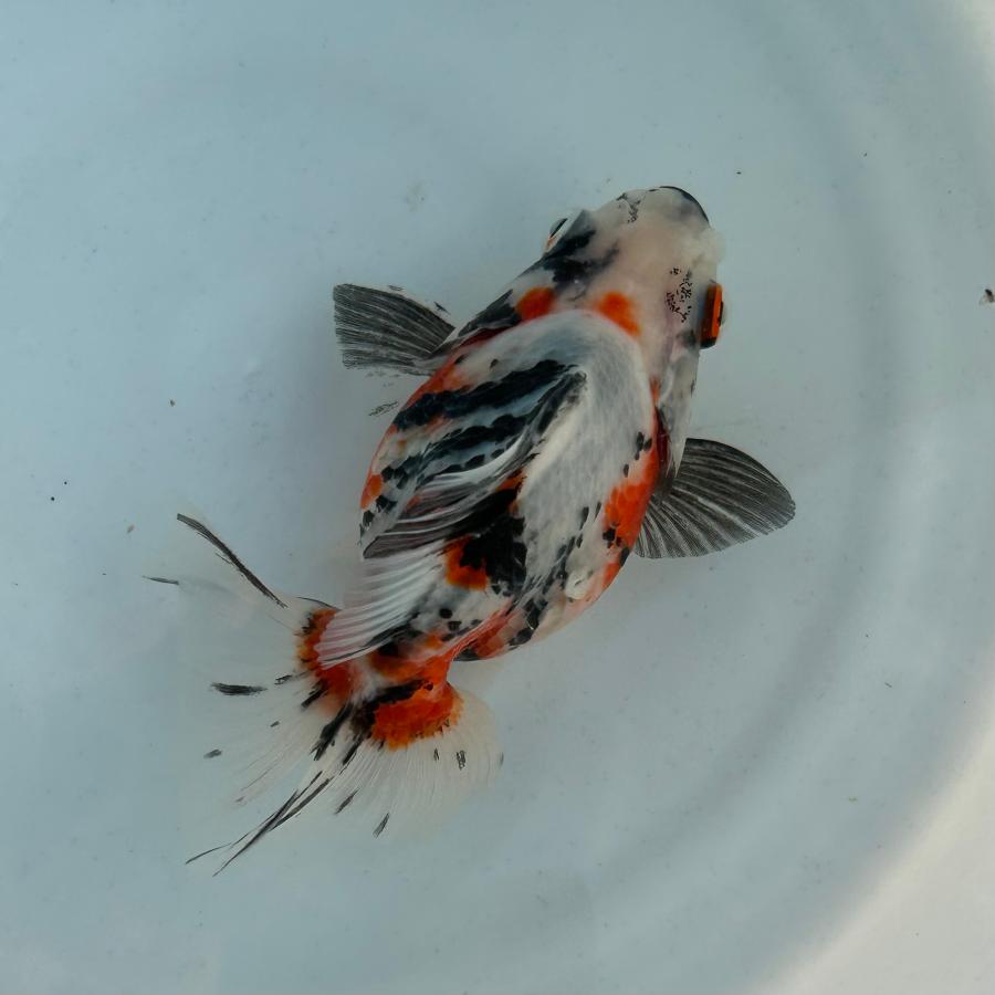 1点物 だるま琉金 トリカラー Lサイズ 約10-15cm 金魚 ※カラー/雌雄の