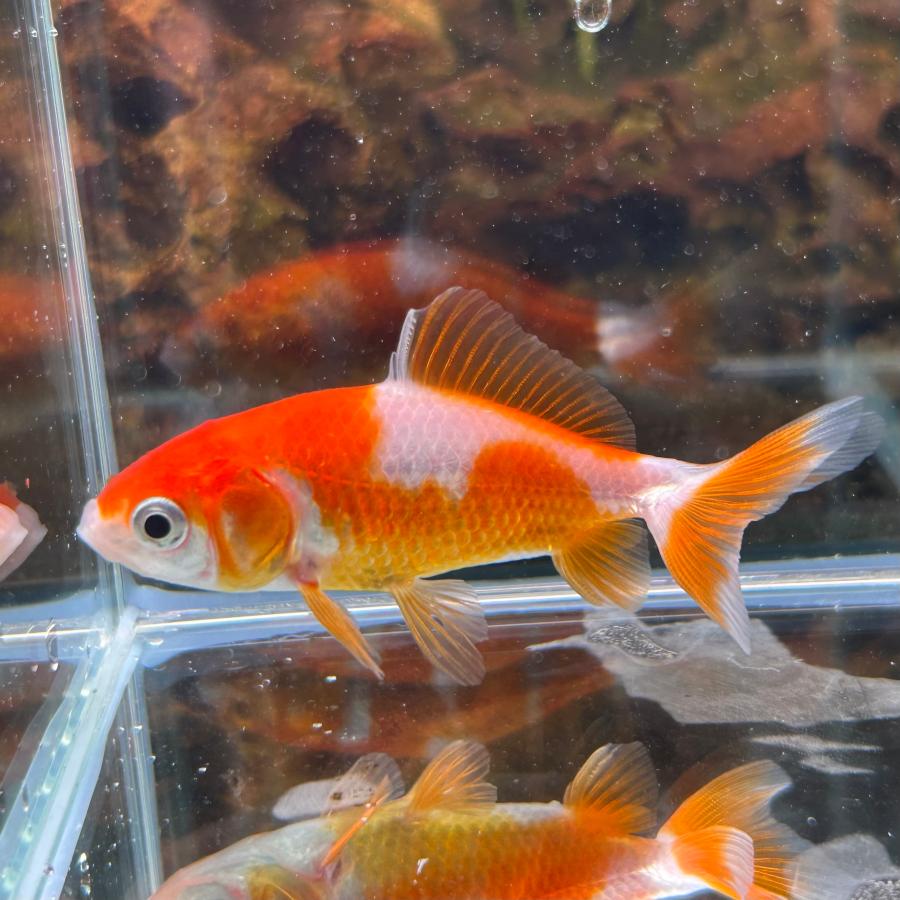 金魚 国産更紗和金 サラサ 三ツ尾 ※カラー/雌雄の指定不可 ワキン