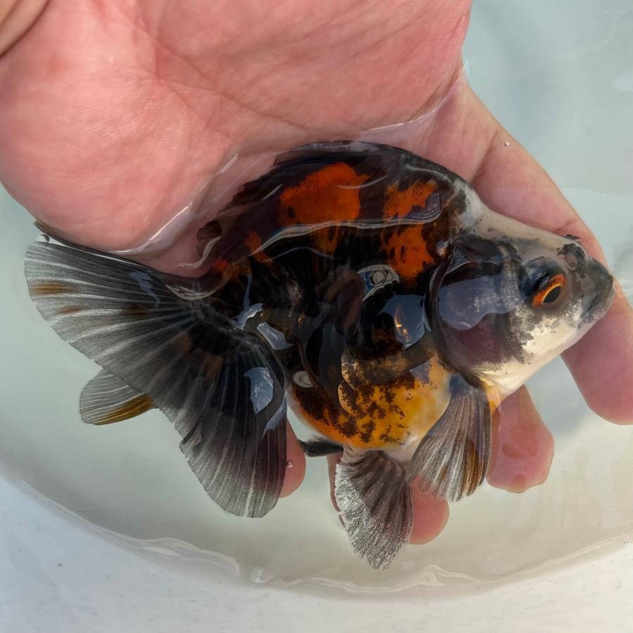 1点物 だるま琉金 トリカラー Lサイズ 約10-15cm 金魚 ※カラー/雌雄の