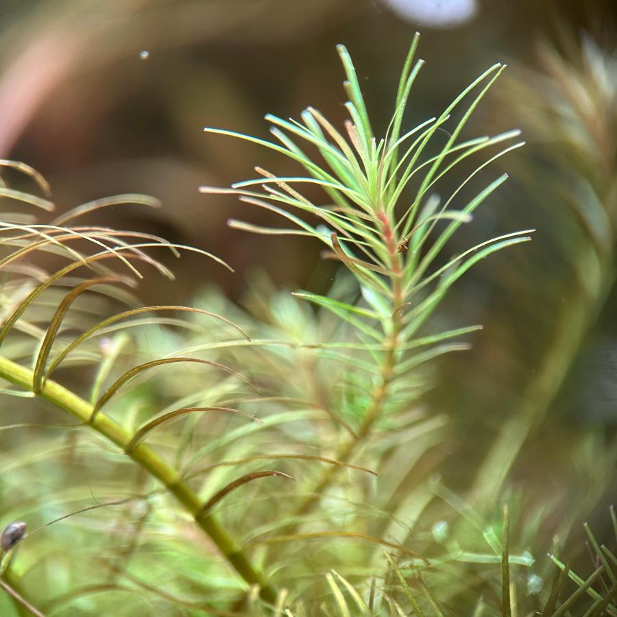 水草 ロタラ・ナンセアン 水中葉 10本 無農薬 有茎草 後景 ※バラ売り