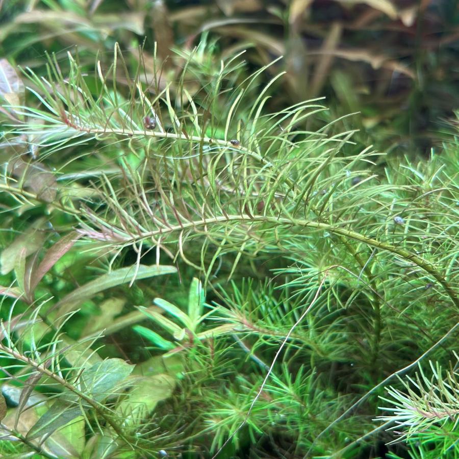 水草 ロタラ・ナンセアン 水中葉 10本 無農薬 有茎草 後景 ※バラ売り
