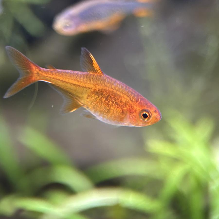熱帯魚 ファイヤーテトラ S-Mサイズ 5匹 雌雄指定不可 レッドテトラ