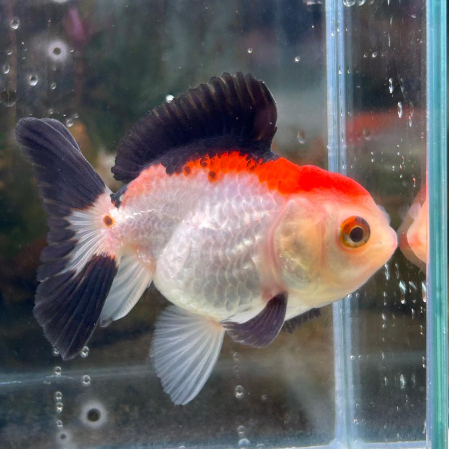 1点物 MIXオランダ Mサイズ 7-10cm± 1匹 オランダ獅子頭（ししがしら