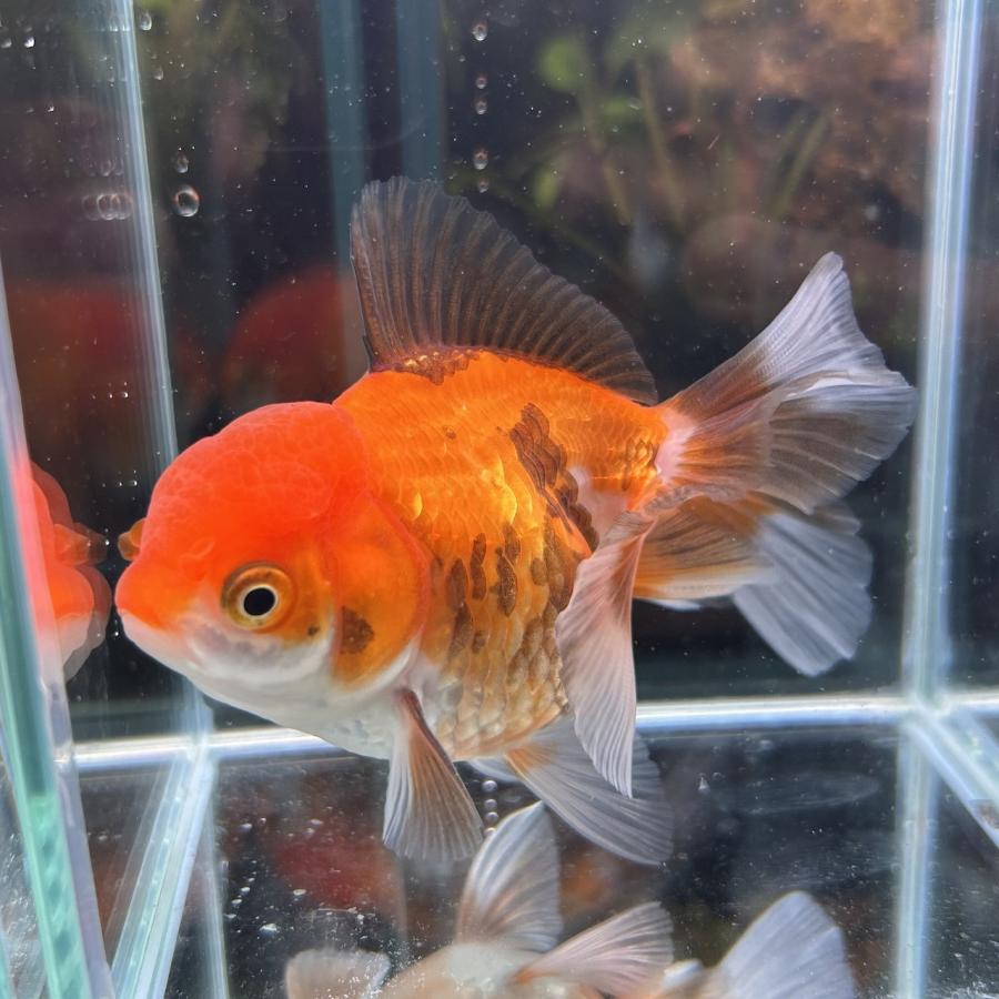 1点物 MIXオランダ タイ産 Mサイズ 7-10cm± 1匹 オランダ獅子頭（しし