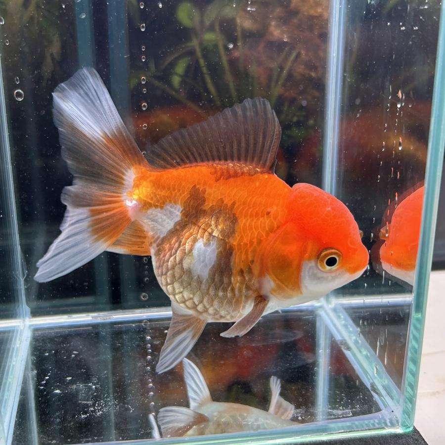 1点物 MIXオランダ タイ産 Mサイズ 7-10cm± 1匹 オランダ獅子頭（しし