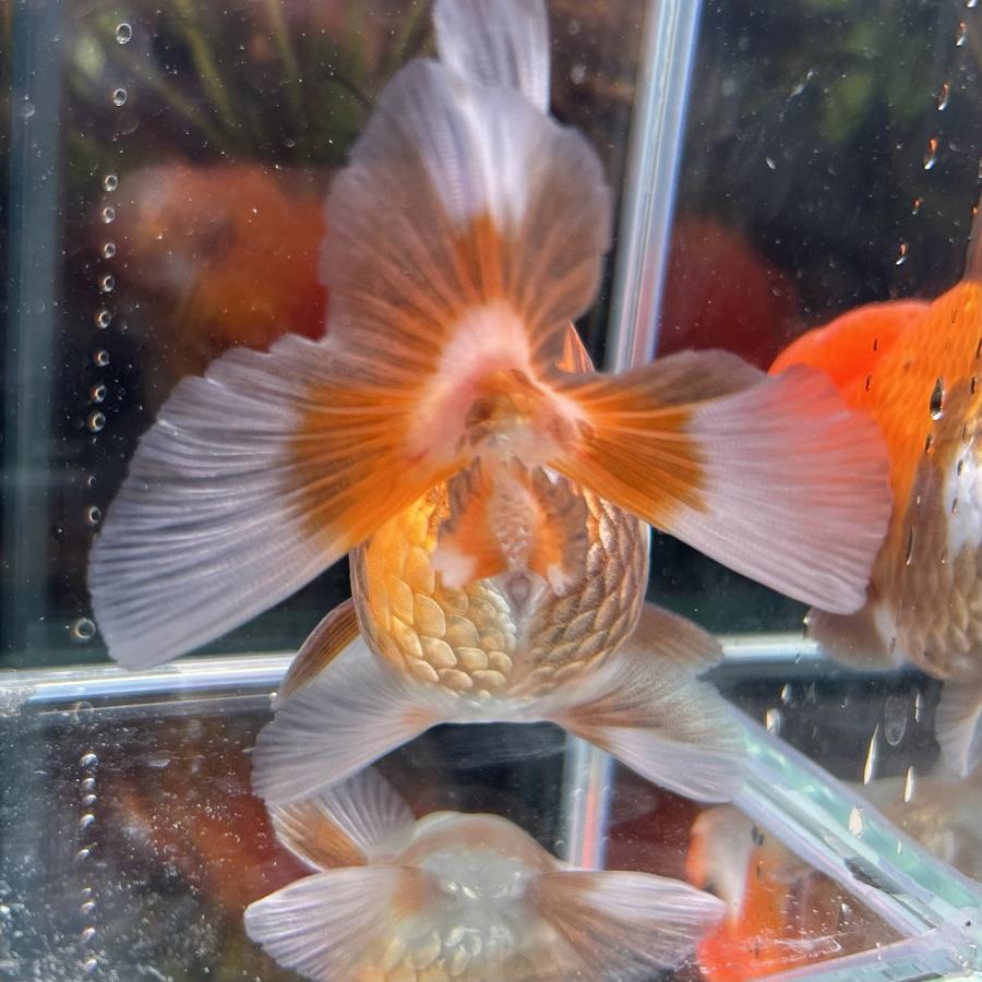 1点物 MIXオランダ タイ産 Mサイズ 7-10cm± 1匹 オランダ獅子頭（しし