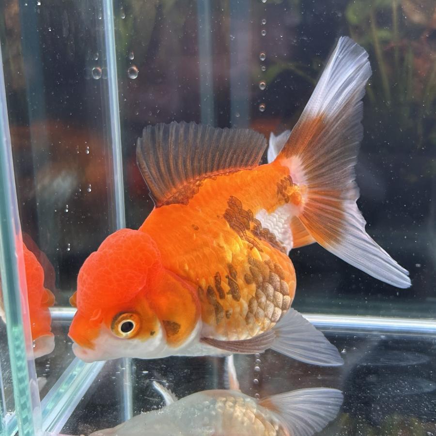 1点物 MIXオランダ タイ産 Mサイズ 7-10cm± 1匹 オランダ獅子頭（しし