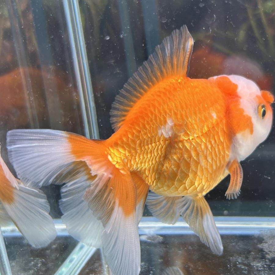 1点物 MIXオランダ タイ産 更紗 Mサイズ 7-10cm± 1匹 オランダ獅子頭