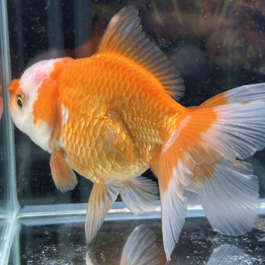1点物 MIXオランダ タイ産 更紗 Mサイズ 7-10cm± 1匹 オランダ獅子頭