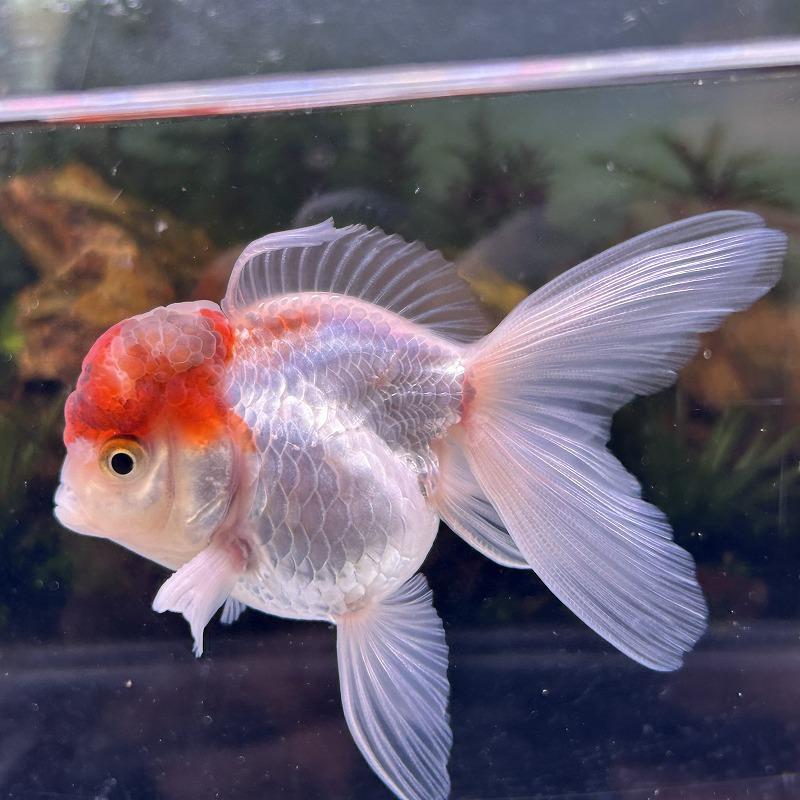 1点物 オランダ獅子頭 丹頂 タイ産 Mサイズ 7-10cm± 1匹 ししがしら