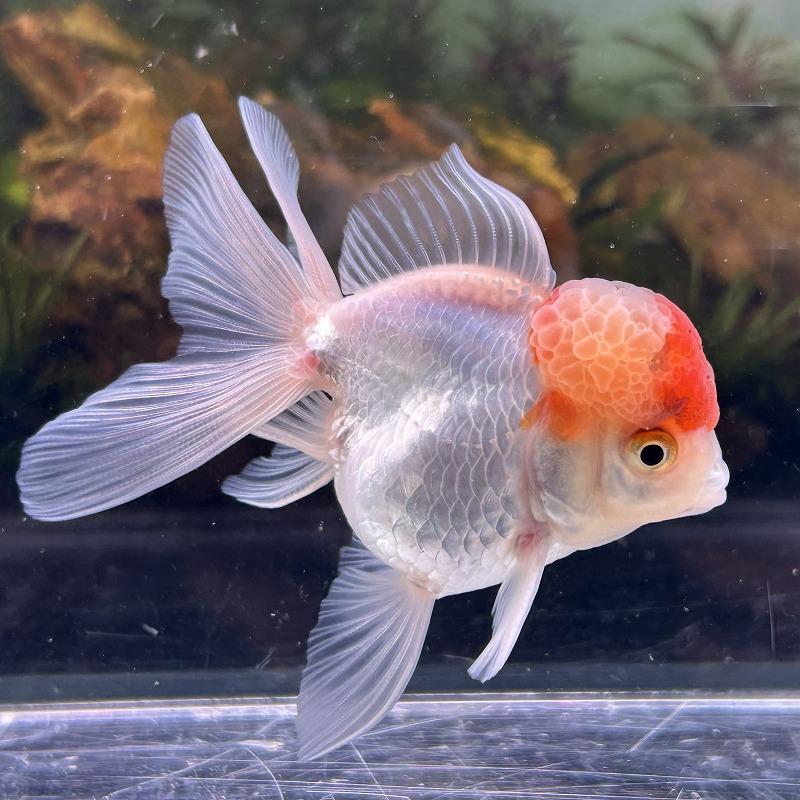 金魚　オランダ獅子頭　オランダ金魚　金魚オランダ オランダ獅子頭」金魚。大きさや混泳相性、飼育ポイントなど – アクア