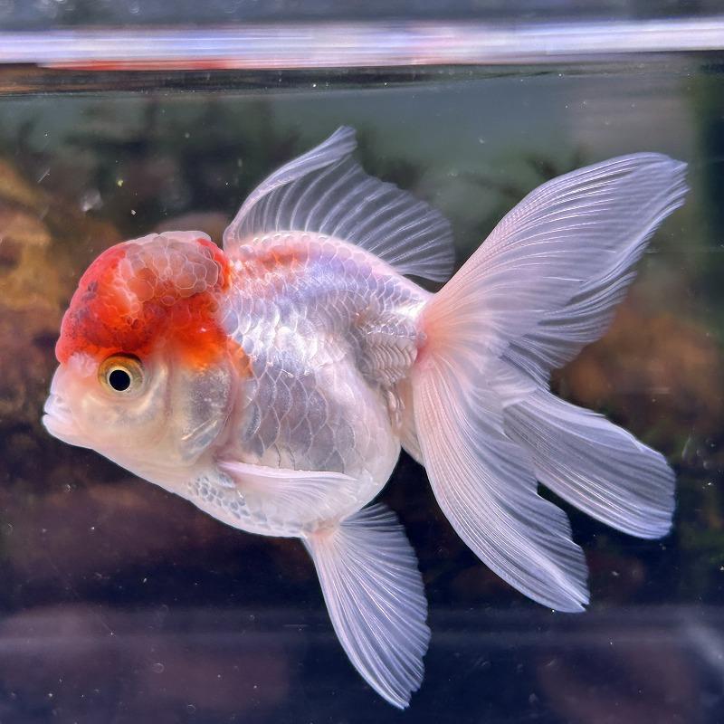 1点物 オランダ獅子頭 丹頂 タイ産 Mサイズ 7-10cm± 1匹 ししがしら