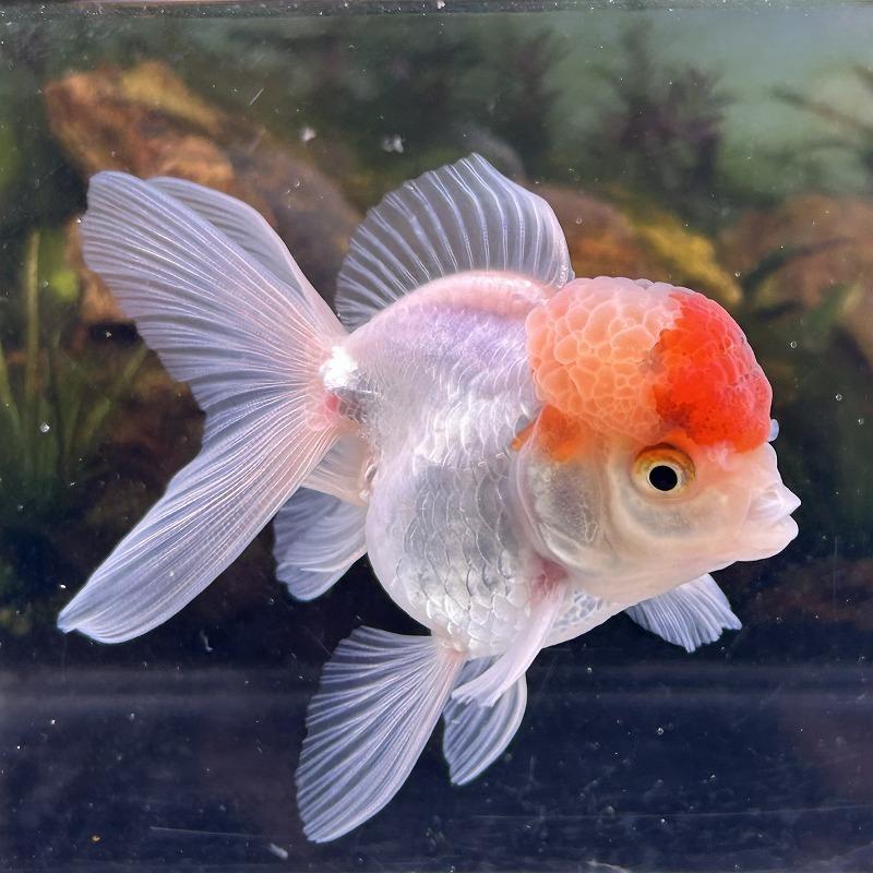 1点物 オランダ獅子頭 丹頂 タイ産 Mサイズ 7-10cm± 1匹 ししがしら