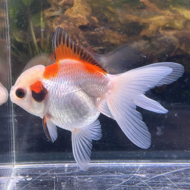 1点物 オランダ獅子頭 トリカラー タイ産 Mサイズ 7-10cm± 1匹 ししが