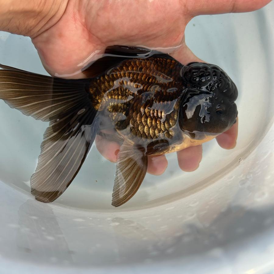 1点物 黒オランダ LLサイズ 約10-15cm± 1匹 オランダ獅子頭（ししが