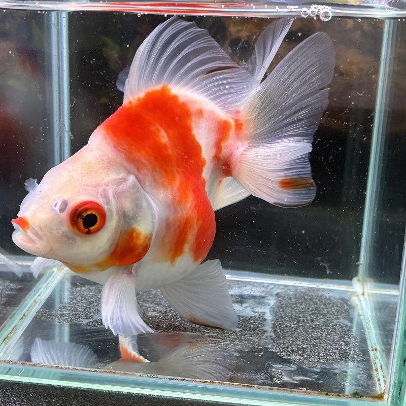 アウトレット 1点物 だるま桜琉金 片目欠損 ショートテール MLサイズ