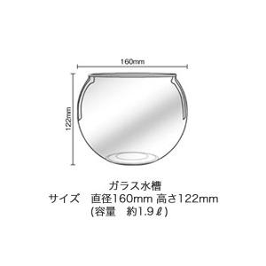 テトラ (Tetra) アクアセラピー : 有限会社高知熱帯魚サービス - 通販