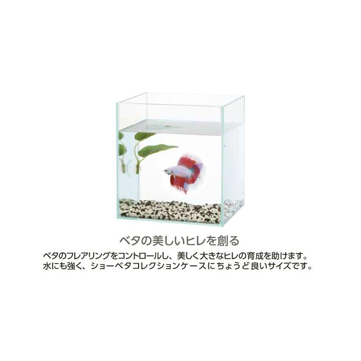 水作 ベタ コレクションケース 隔離水槽　　ミニガラス水槽　ウーパールーパー　S 水作 ショーベタ コレクションケース S | 【公式】イオン九州