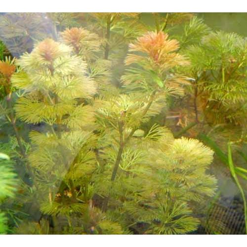 水草 レッドカボンバ レッドカモンバ 5本 バラ売り水草は4点まで同梱可能 ネコポス A 25 有限会社高知熱帯魚サービス 通販 Yahoo ショッピング