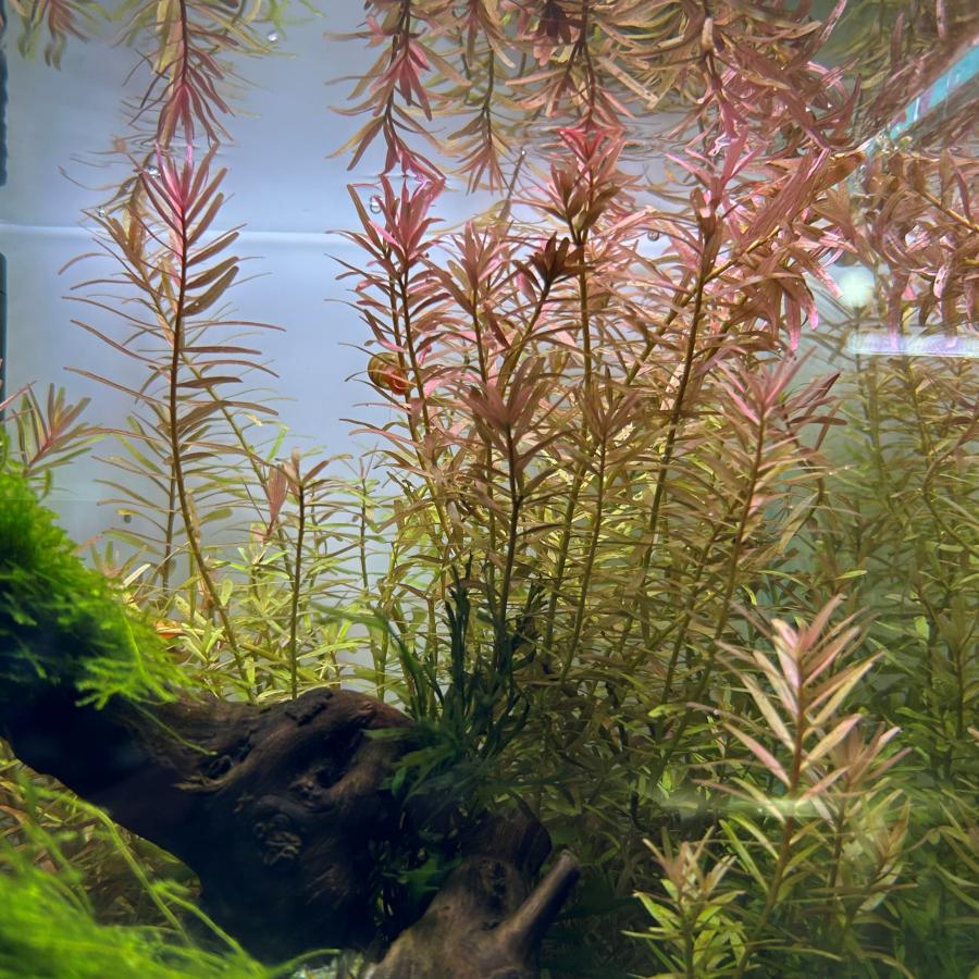 水草 ロタラ・インディカ 水中葉 10本 無農薬 有茎草 後景 インジカ