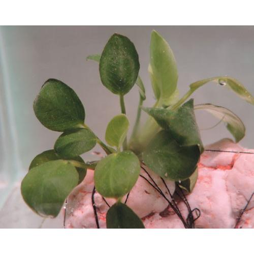 水草 アヌビアスナナ 石付き 1株 : 有限会社高知熱帯魚サービス - 通販