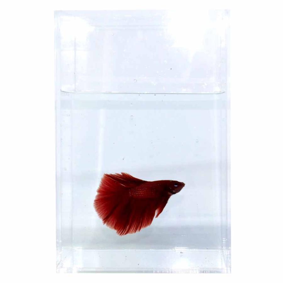 オリジナルBETTA-150 約1.5L アクリル水槽 : 有限会社高知熱帯魚 オリジナルBETTA-150 約1.5L アクリル水槽 : 有限会社高知熱帯魚