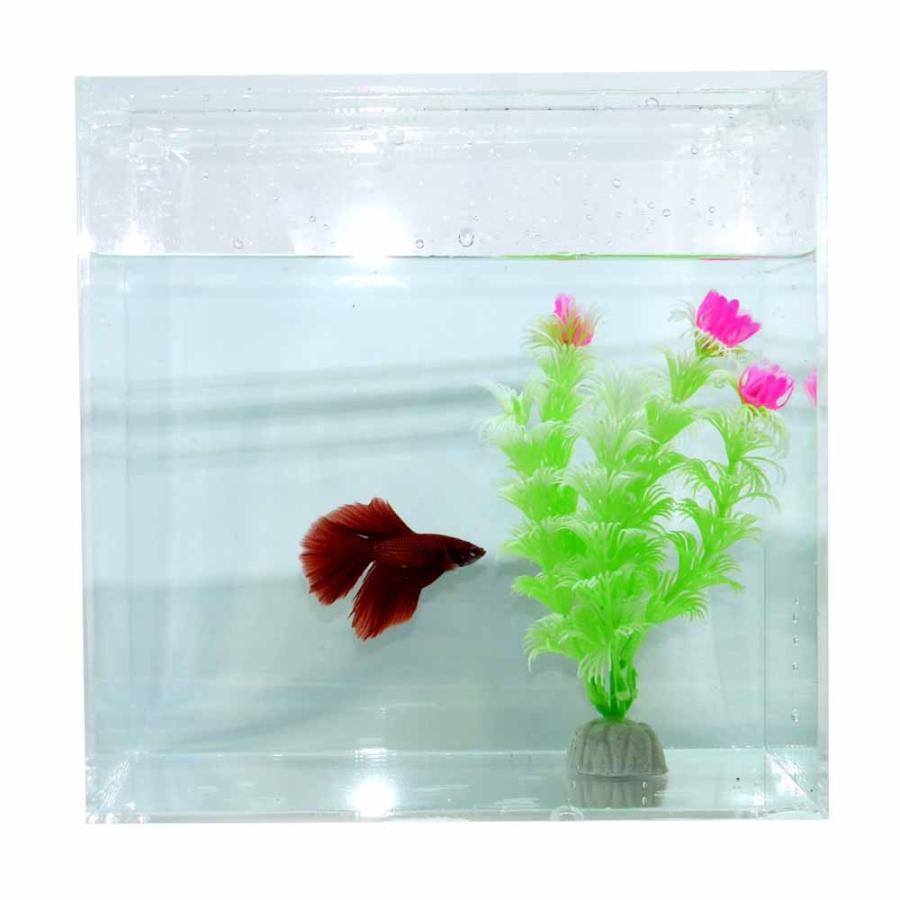 オリジナルBETTA-200Lワイド 約6.0L アクリル水槽 蓋の有無選択