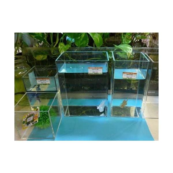 オリジナルBETTA-200ワイド 約3.0L アクリル水槽 : 有限会社高知