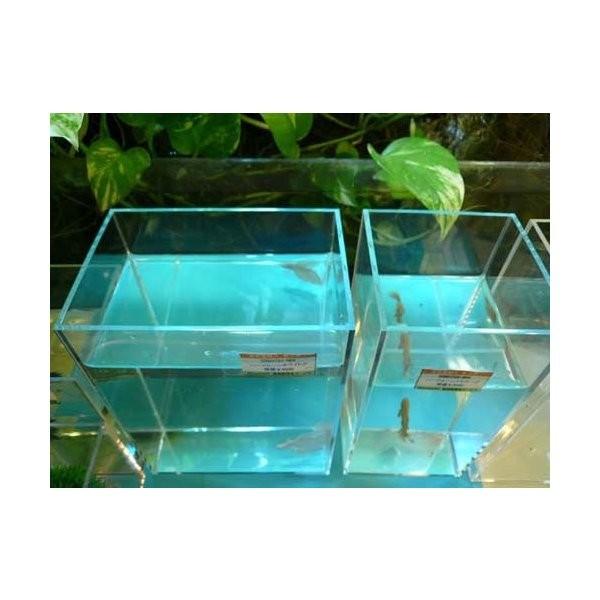 アクリル水槽、souta。 オリジナルBETTA-200ワイド 約3.0L アクリル水槽 : 有限会社高知