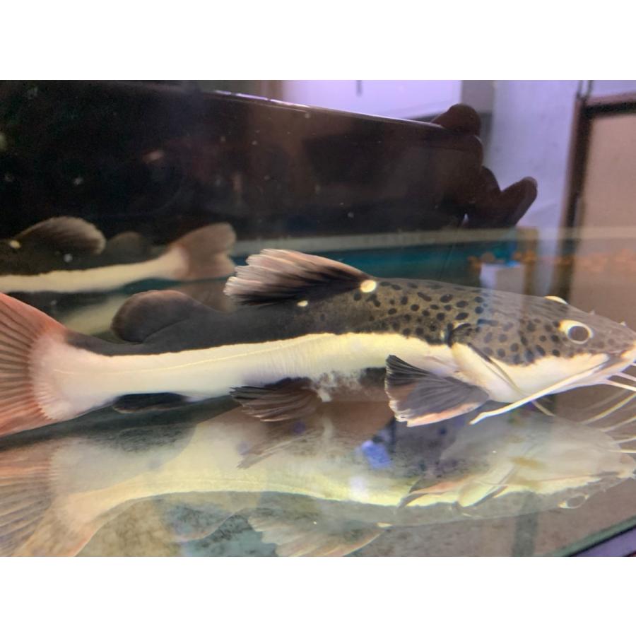 Sale 6800円 5980円 ワイルド ペルー産 レッドテールキャットフィッシュ 約 25cm 希少 雄雌のご指定不可 C001 有限会社高知熱帯魚サービス 通販 Yahoo ショッピング