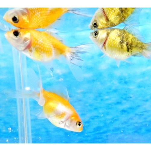 金魚 ピンポンパール Mixカラー Sm 1匹 色の指定不可 G 1 有限会社高知熱帯魚サービス 通販 Yahoo ショッピング